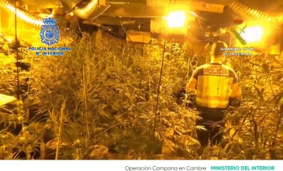Policía Nacional y Guardia Civil desmantelan una plantación de marihuana en Galicia